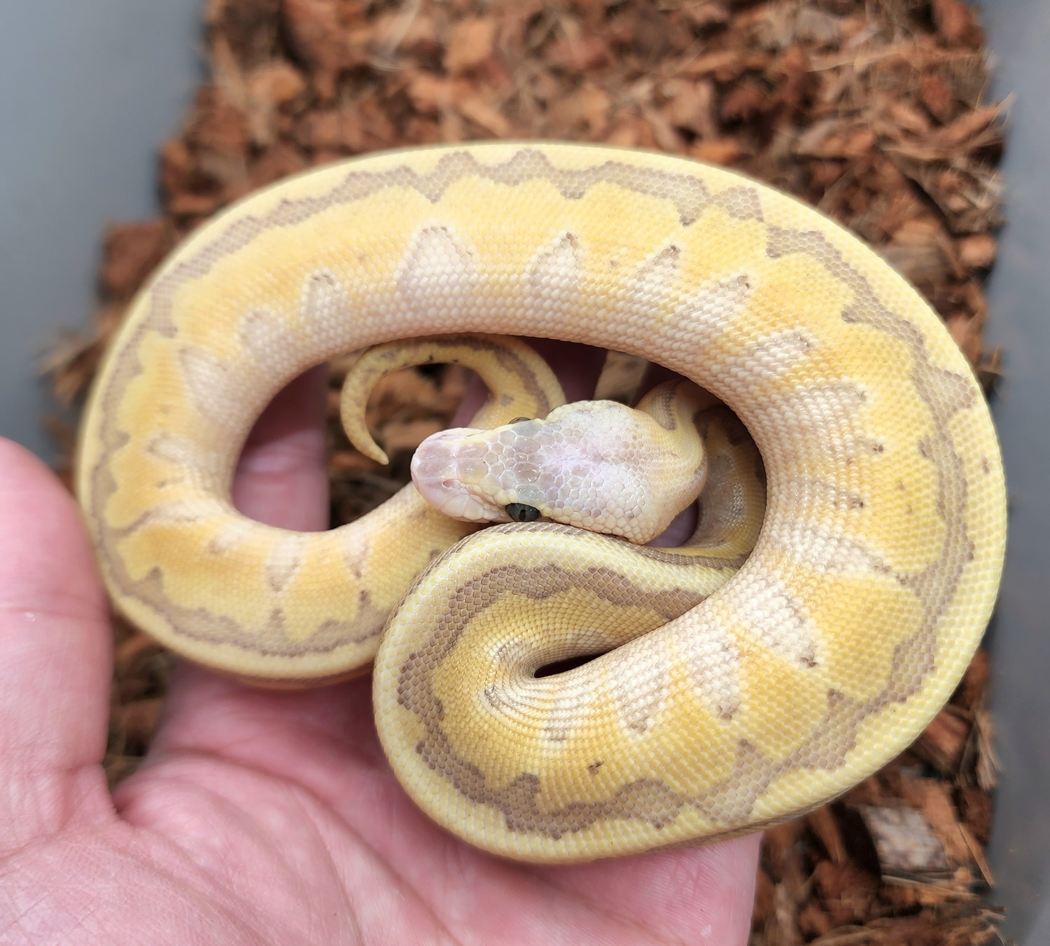 Pastel Lesser Pin Yb Het Dg Ball Python by Bobs Balls - MorphMarket