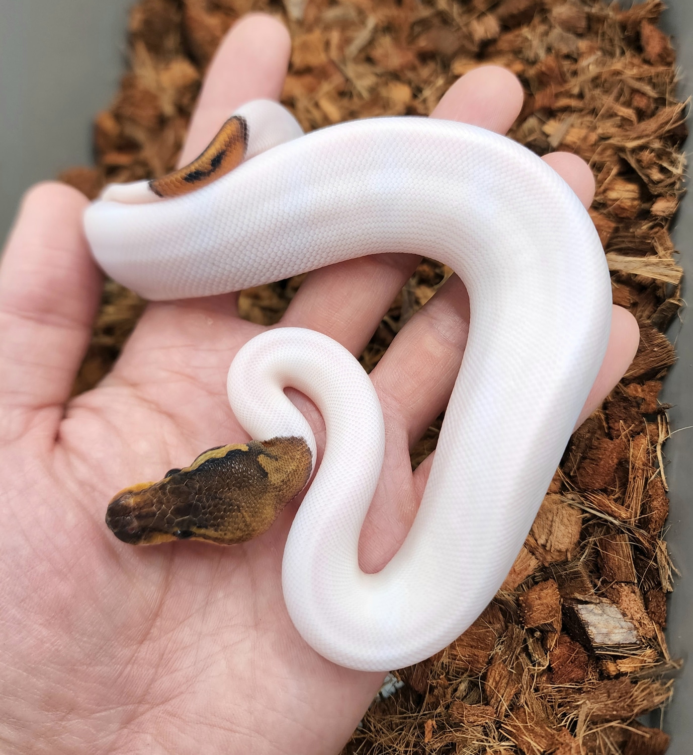 Black Pastel Pied Ball Python by Bobs Balls - MorphMarket