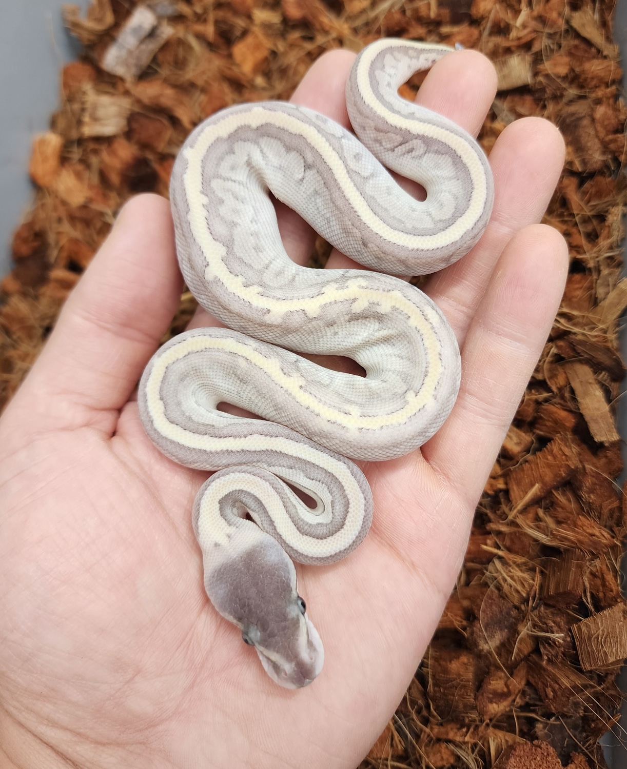 Pastel Mystic Potion Pin Ball Python by Bobs Balls MorphMarket