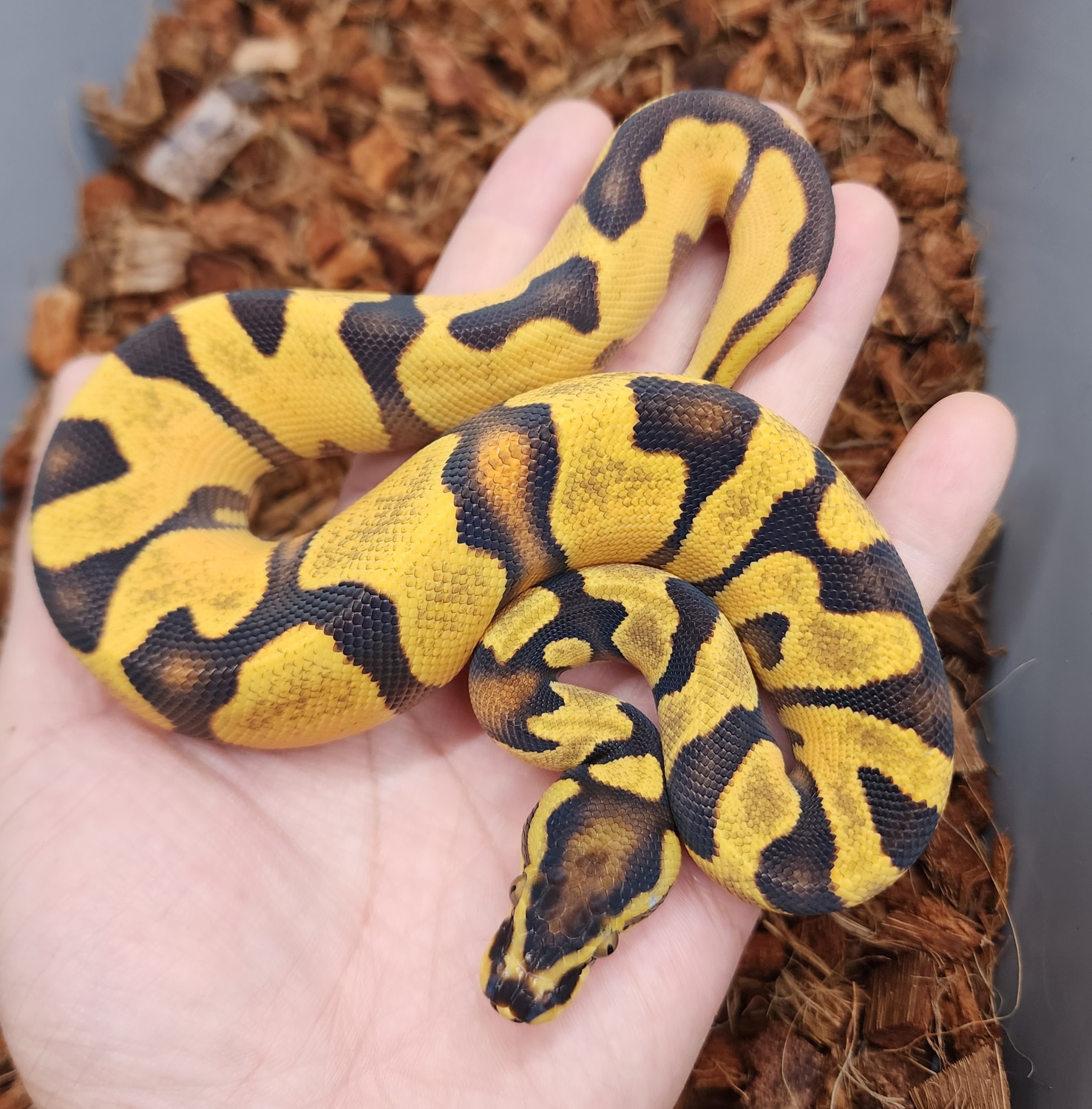 Pastel Enchi Yb Dh Hypo Pied Ball Python by Bobs Balls - MorphMarket