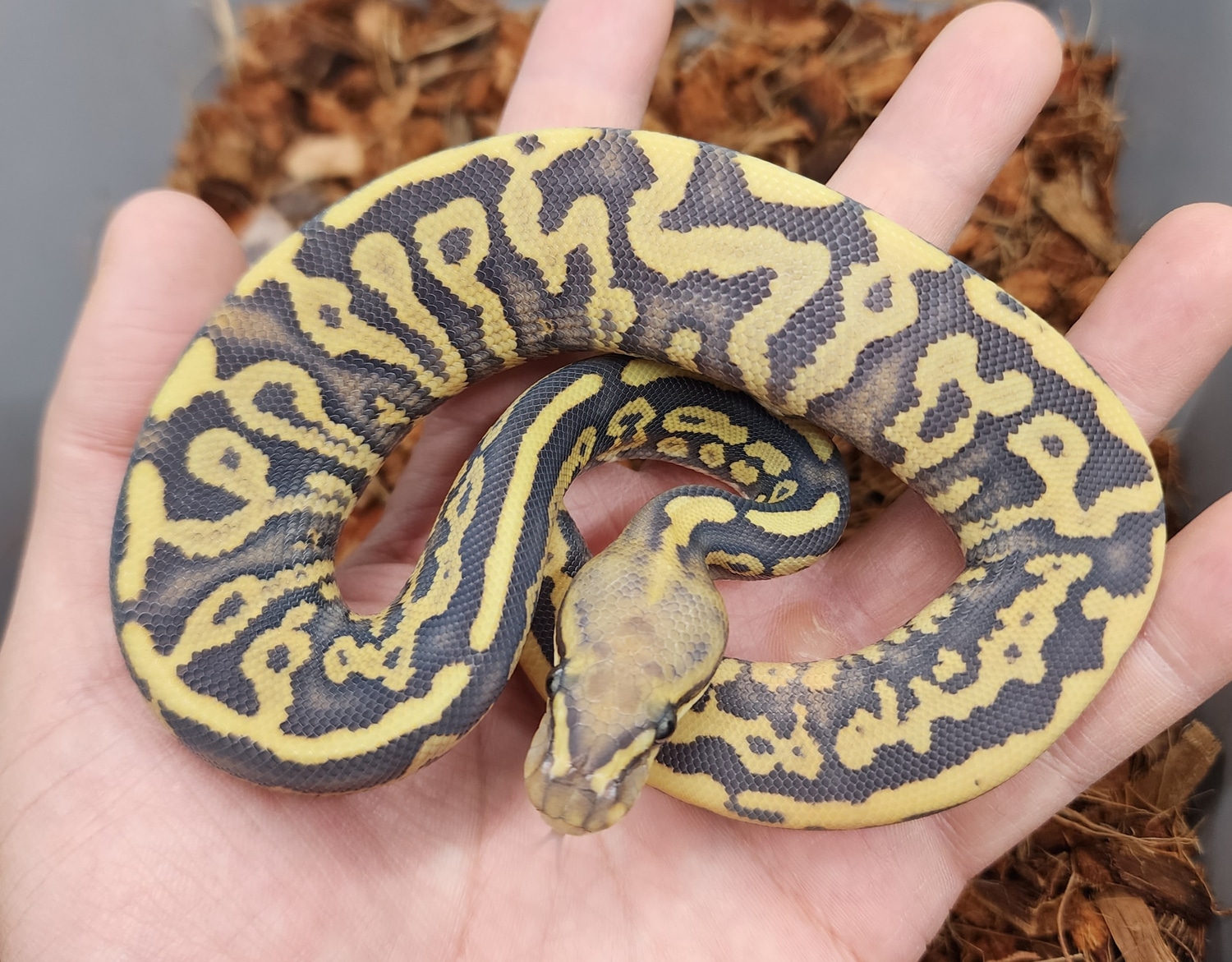 Leopard Spotnose Phantom Hypo Het Dg Ball Python by Bobs Balls ...
