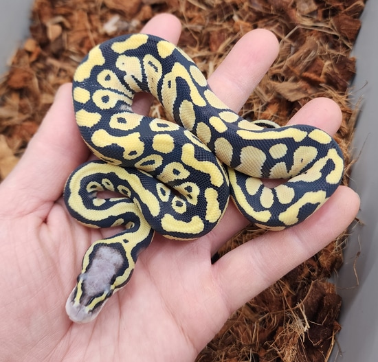 Pastel Yb Dg Het Cryptic Ball Python by Bobs Balls