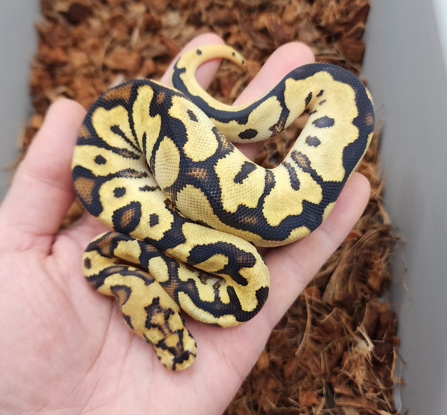 Spotnose Fire Yb Clown Ball Python by Bobs Balls - MorphMarket