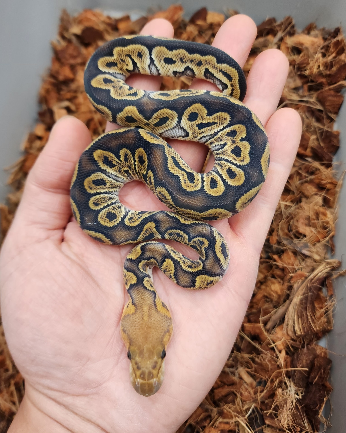 Ghi Clown Ball Python by Bobs Balls MorphMarket