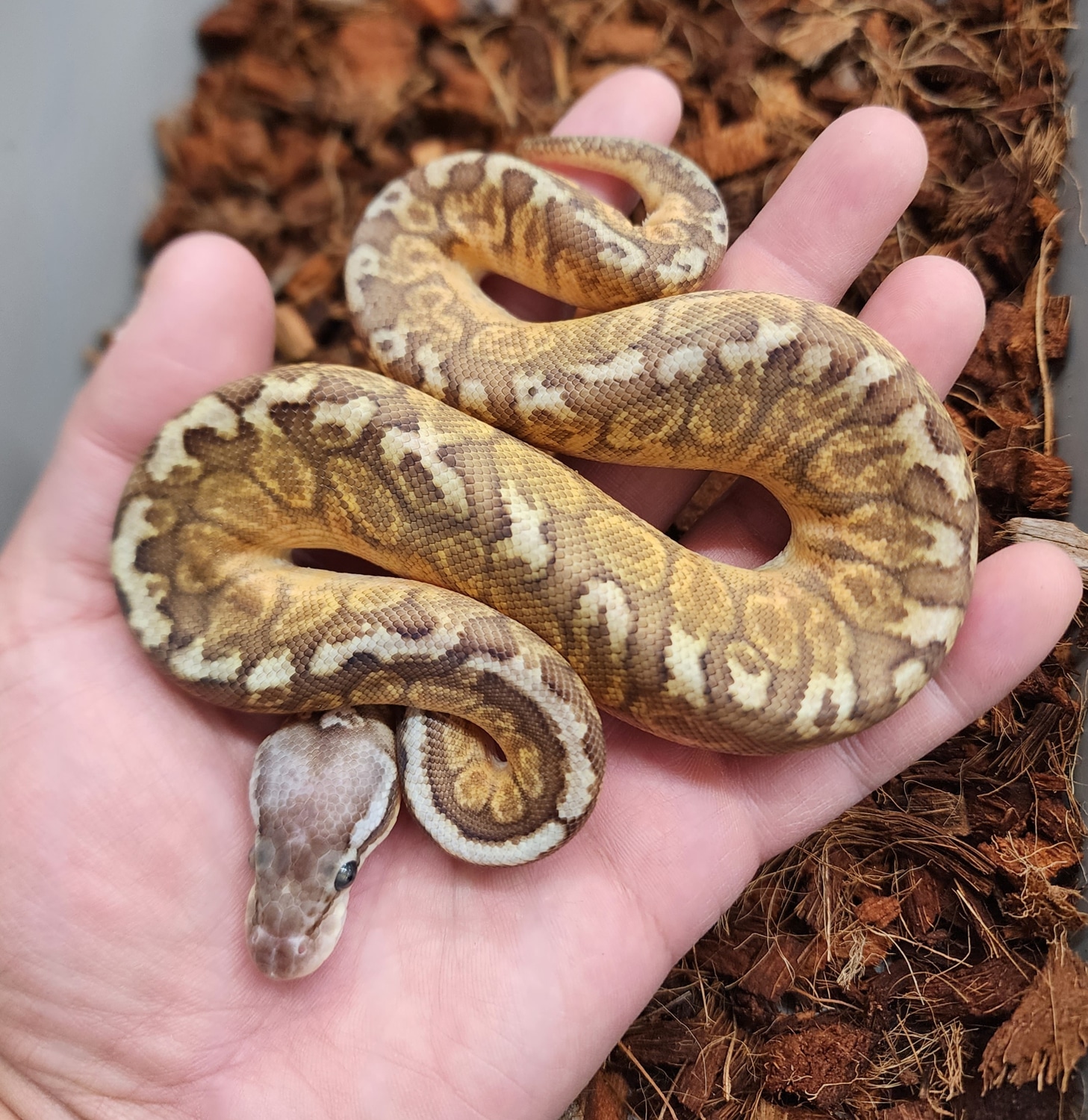 Pastel Spotnose Sunset Ball Python by Bobs Balls - MorphMarket