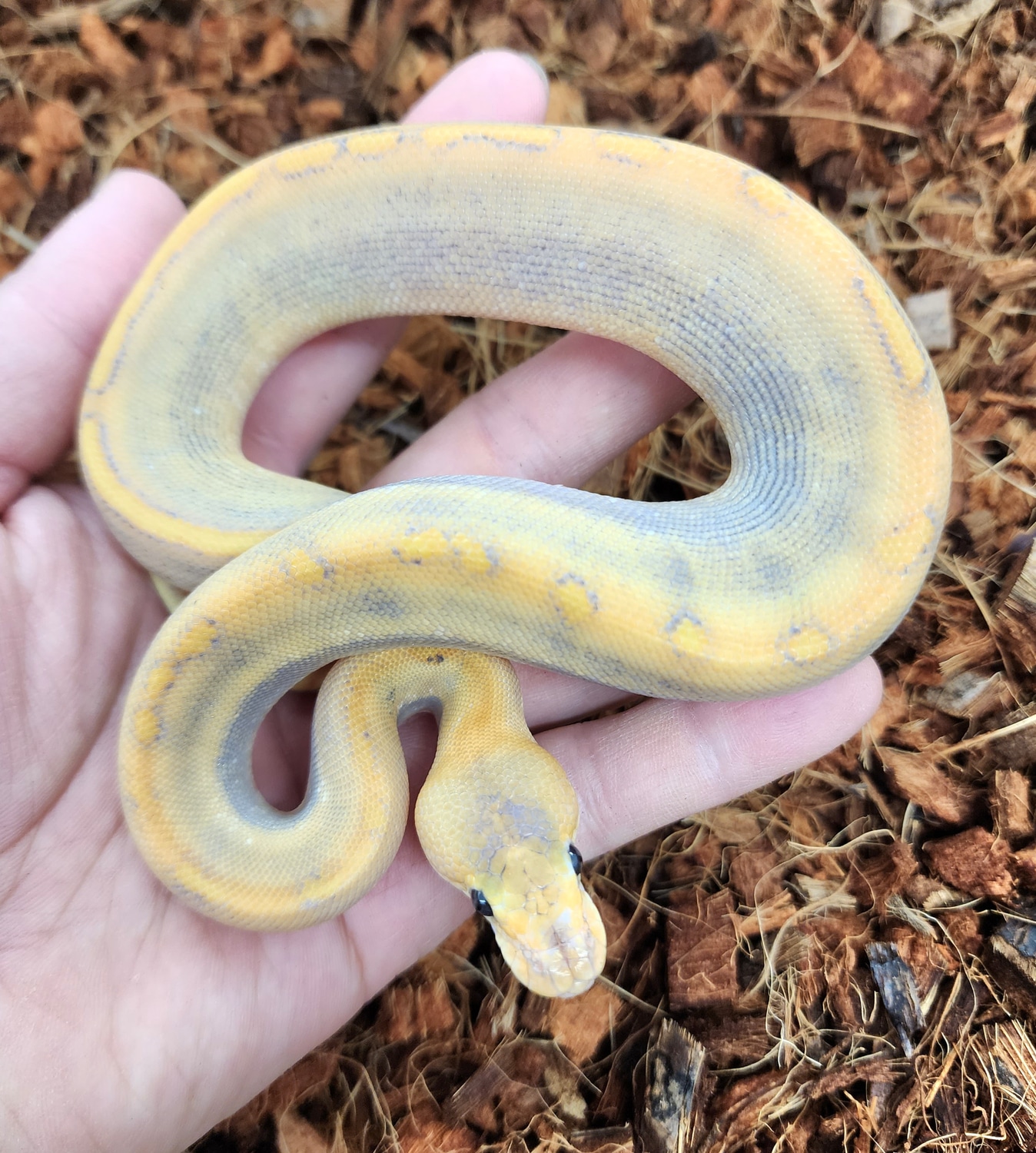 Hypo Od Champagne Ball Python by Bobs Balls - MorphMarket