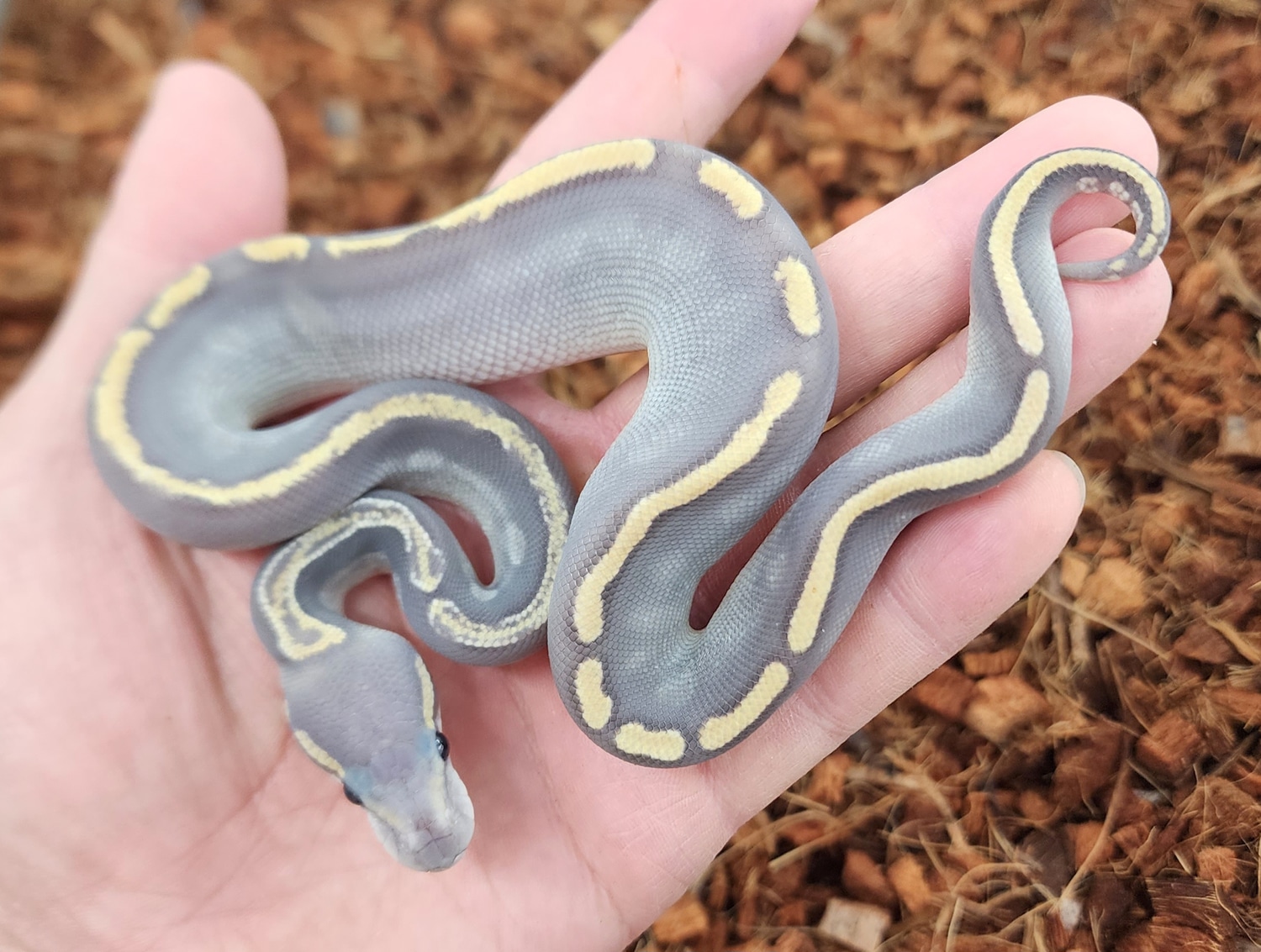 Hypo Ghi Mojave Ball Python by Bobs Balls - MorphMarket