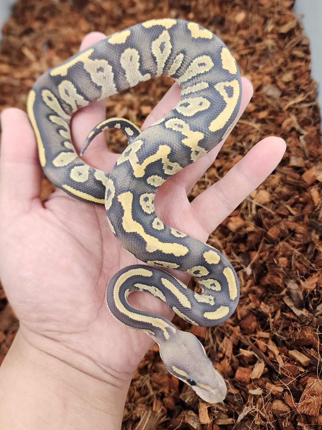 Hypo Blackhead Ball Python by Bobs Balls MorphMarket