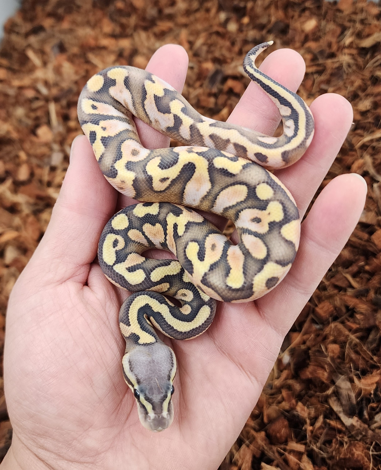 Hypo Pastel Cypress Calico Ball Python by Bobs Balls - MorphMarket
