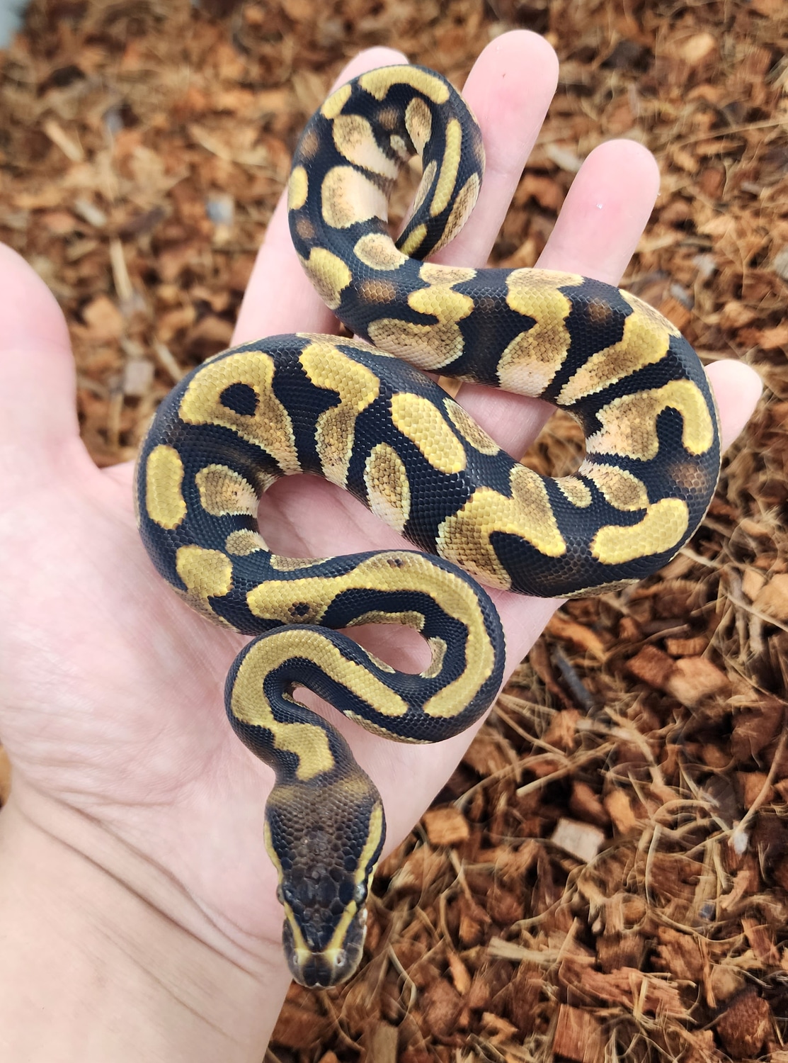 Cypress Calico Ball Python by Bobs Balls - MorphMarket
