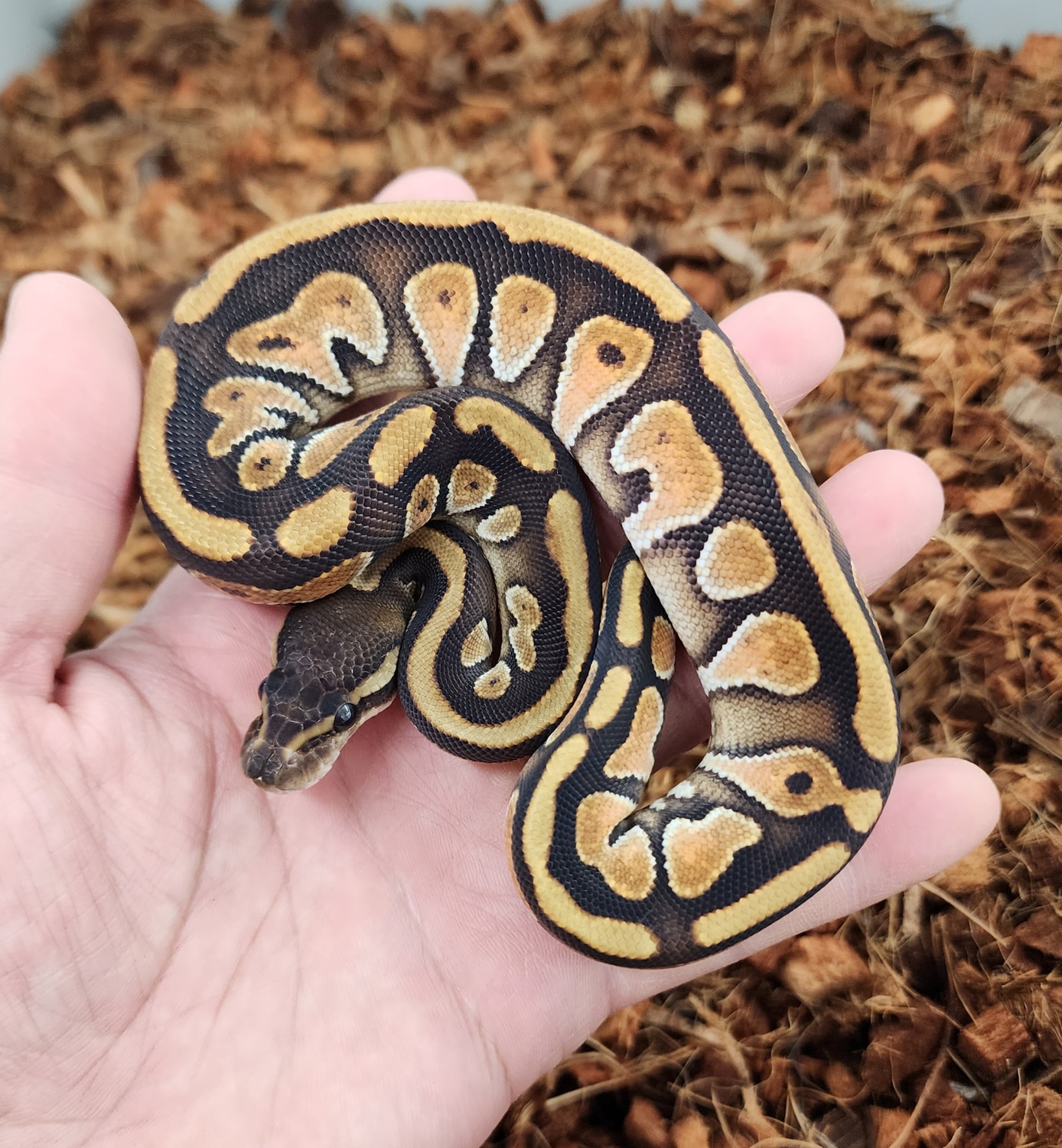 Cypress Enchi Cinny Ball Python by Bobs Balls - MorphMarket