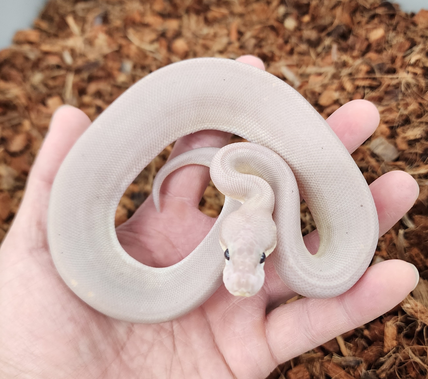 Banana Super Cinnamon Ball Python by Bobs Balls - MorphMarket