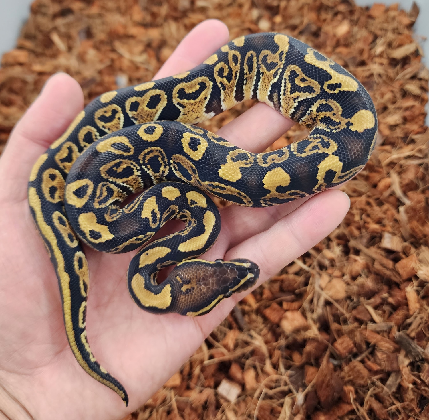 Vudoo Hurricane Ball Python by Bobs Balls MorphMarket