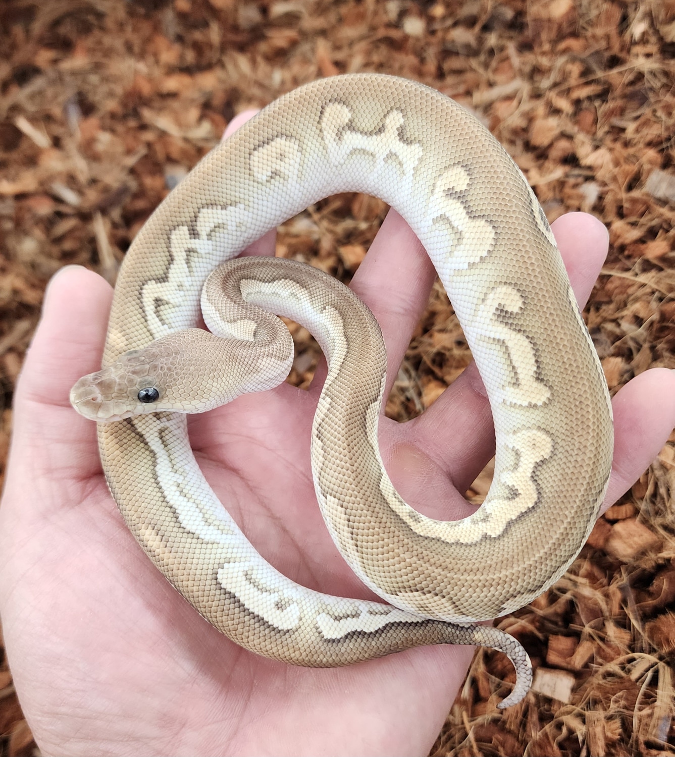 Cinny Mojave Cypress Clown Ball Python by Bobs Balls - MorphMarket