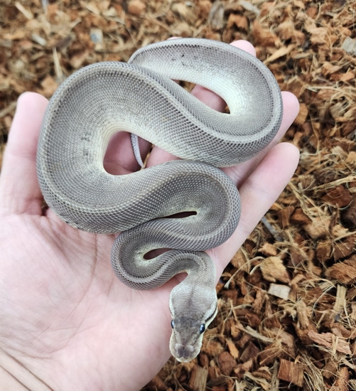 Pewter Leopard Mahogany Hey Clown Ball Python by Bobs Balls