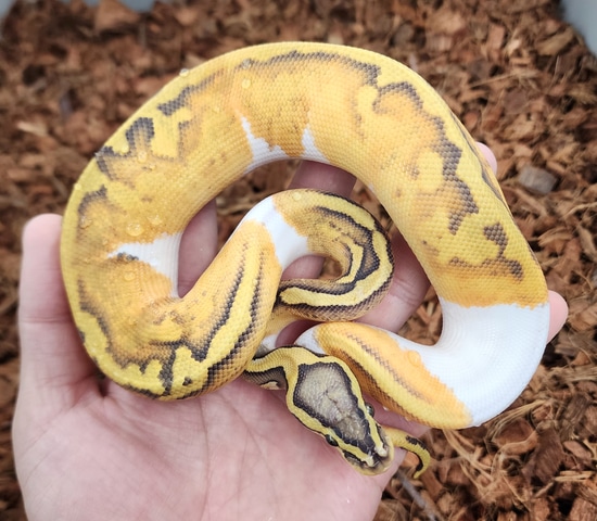 Pastel Enchi Hypo Pied Ball Python by Bobs Balls