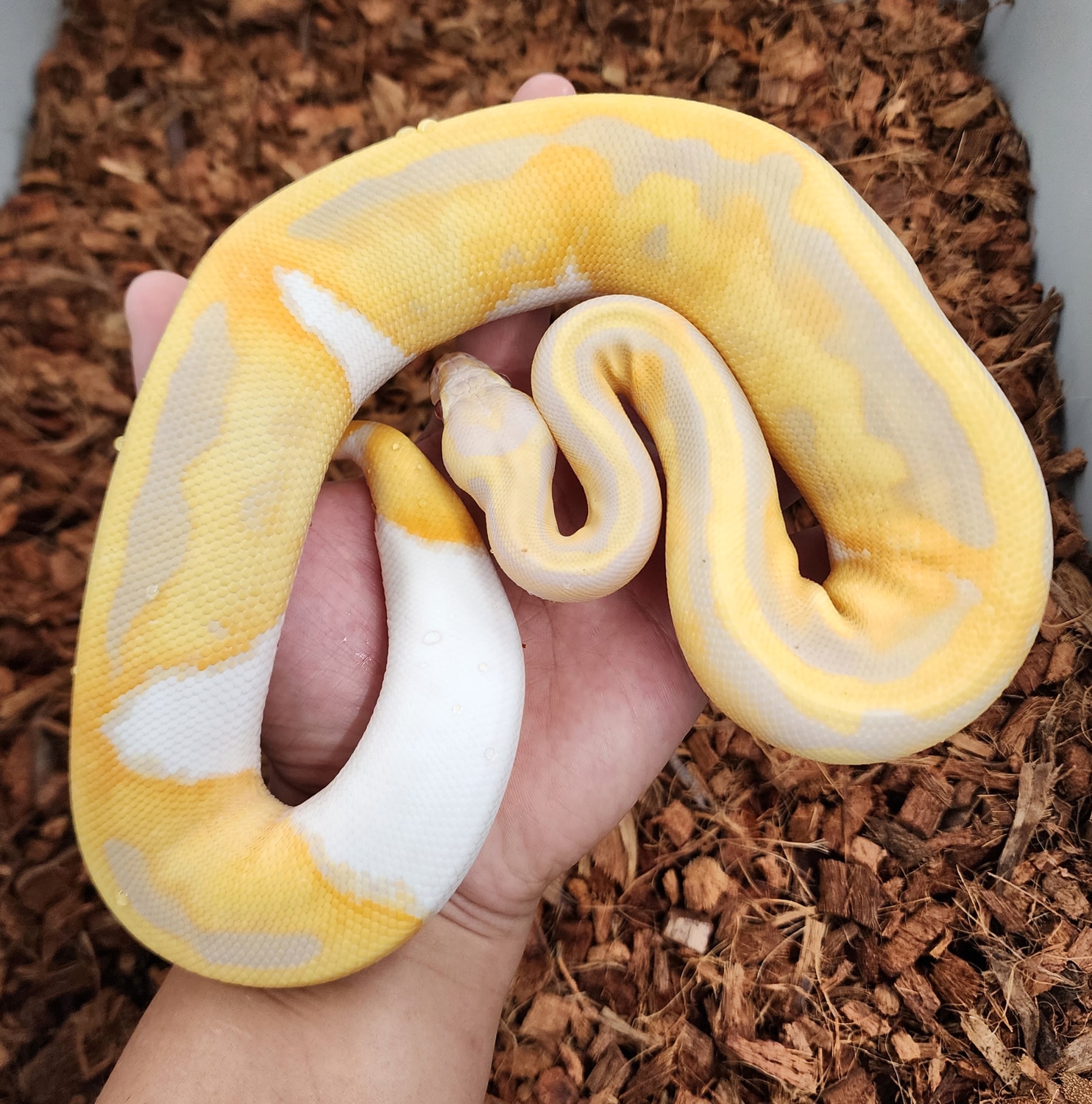Candino Pied Ball Python by Bobs Balls - MorphMarket