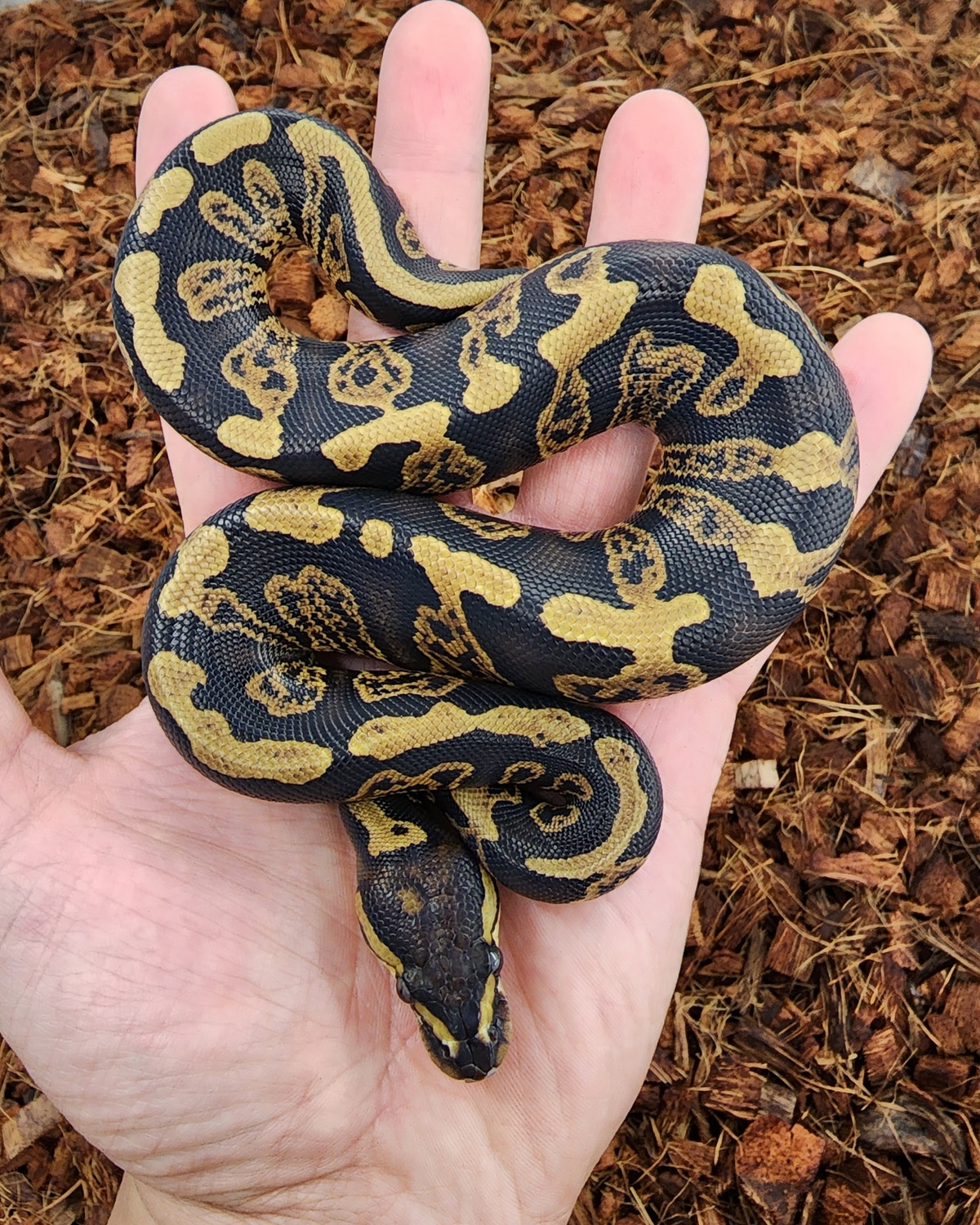 Do Ball Pythons Use Their Fangs? Expert Reveals All - zzj2jnw