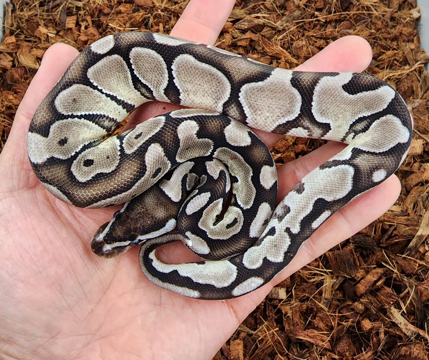 Vpi Axanthic Enchi Hra Ball Python by Bobs Balls - MorphMarket