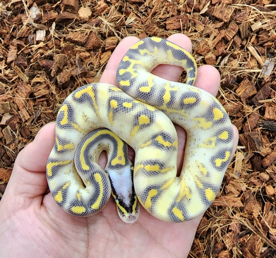 Pastel Highway Ball Python by Bobs Balls