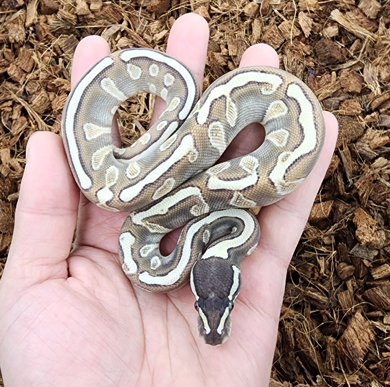 Cinny Lesser Enchi Ghi Yb Ball Python by Bobs Balls - MorphMarket