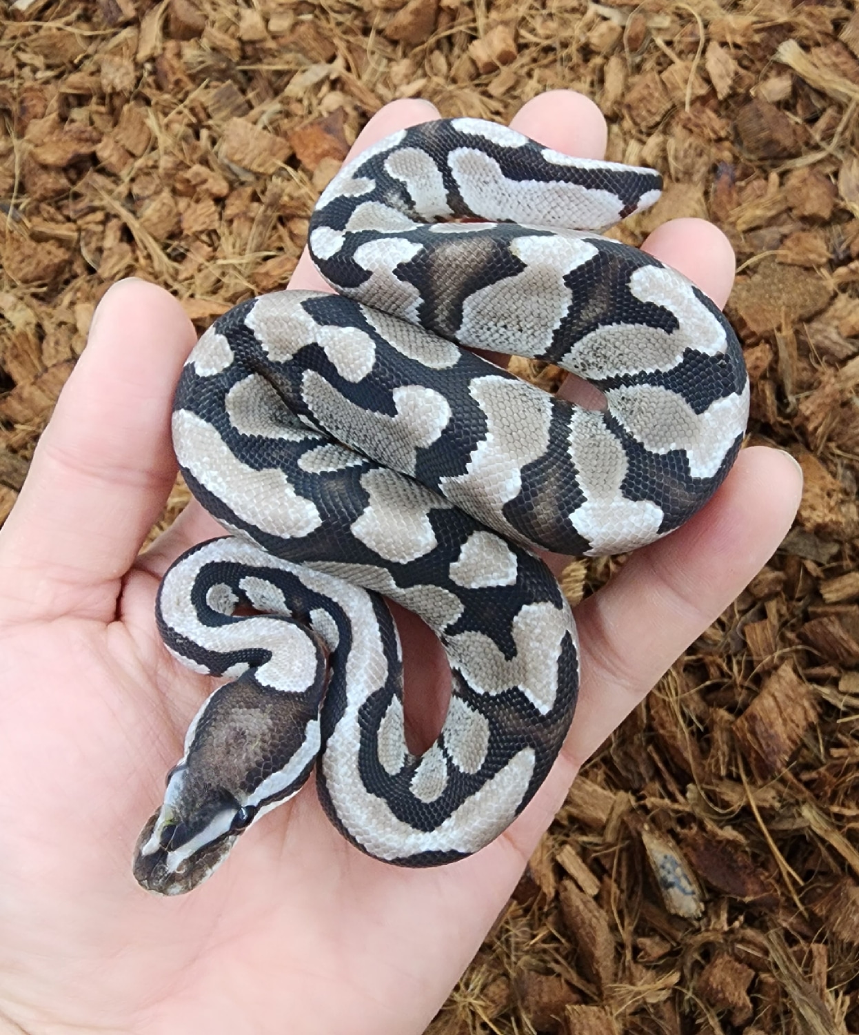 Fire Vpi Axanthic Het Dg Ball Python by Bobs Balls - MorphMarket