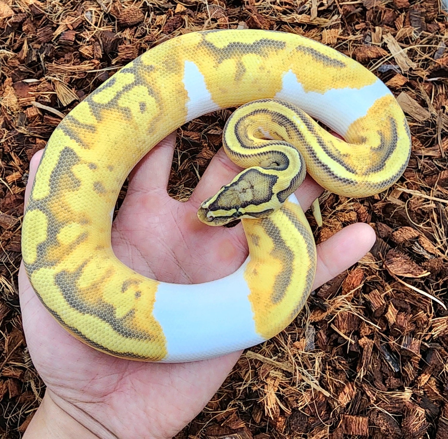 Pastel Enchi Hypo Pied Ball Python by Bobs Balls MorphMarket