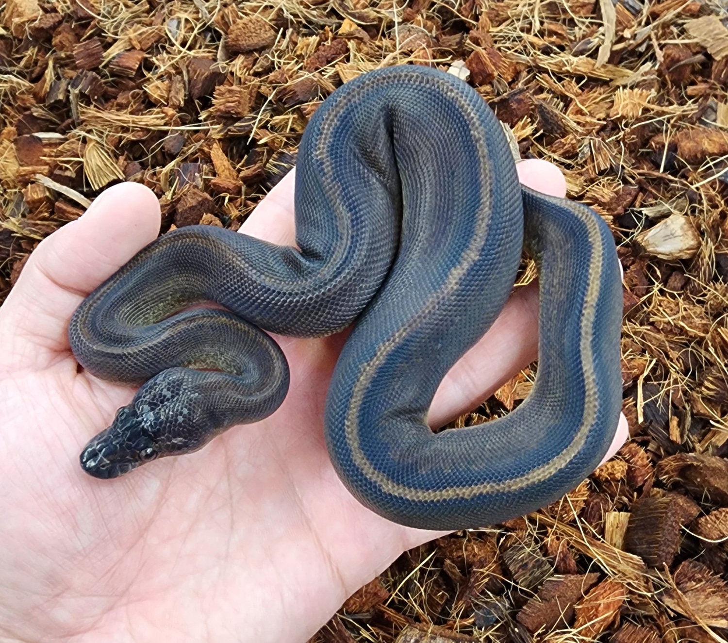Suma Het Pied Ball Python by Bobs Balls - MorphMarket