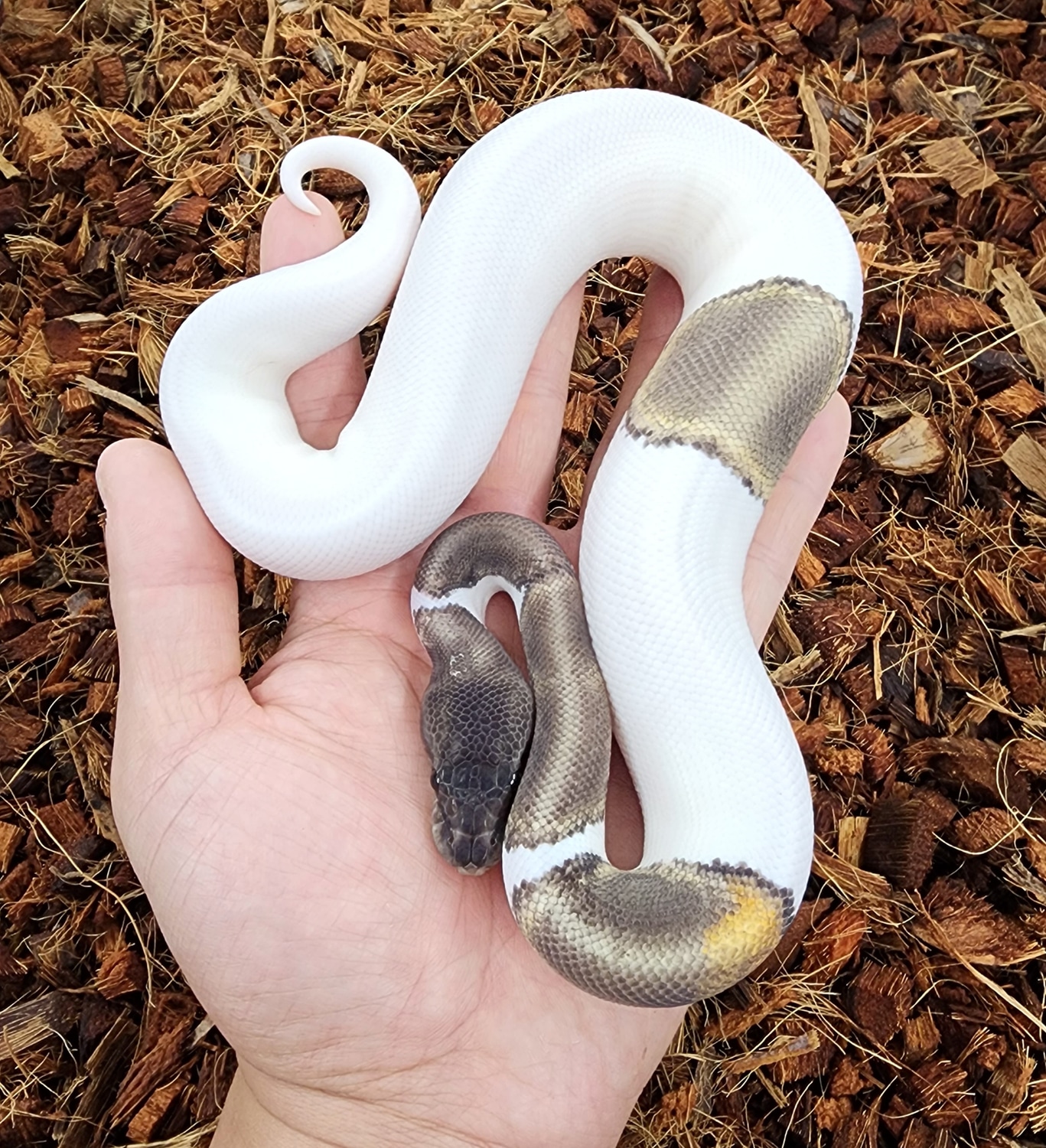 Ghi Mojave Pied Ball Python by Bobs Balls MorphMarket