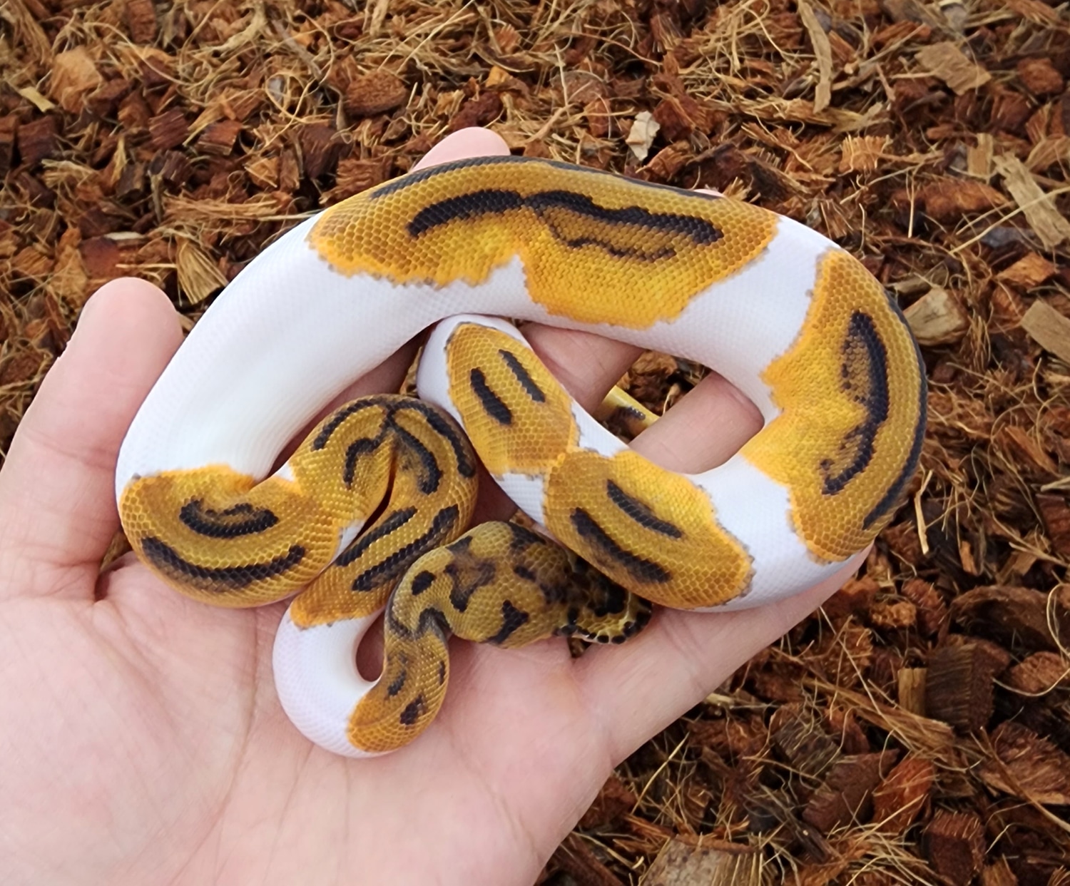 Clown Pied Ball Python by Bobs Balls - MorphMarket
