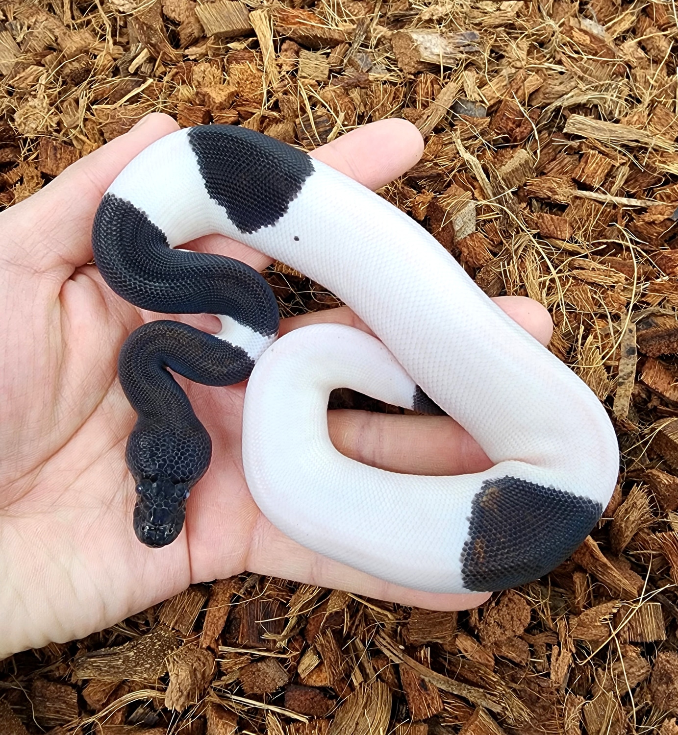 Black Pastel Suma Pied Ball Python by Bobs Balls - MorphMarket