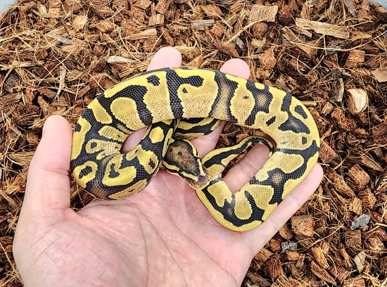 Chocolate Fire Dh Dg Hypo Ball Python by Bobs Balls