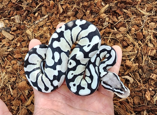 Pastel Vpi Axanthic Dg Ball Python by Bobs Balls