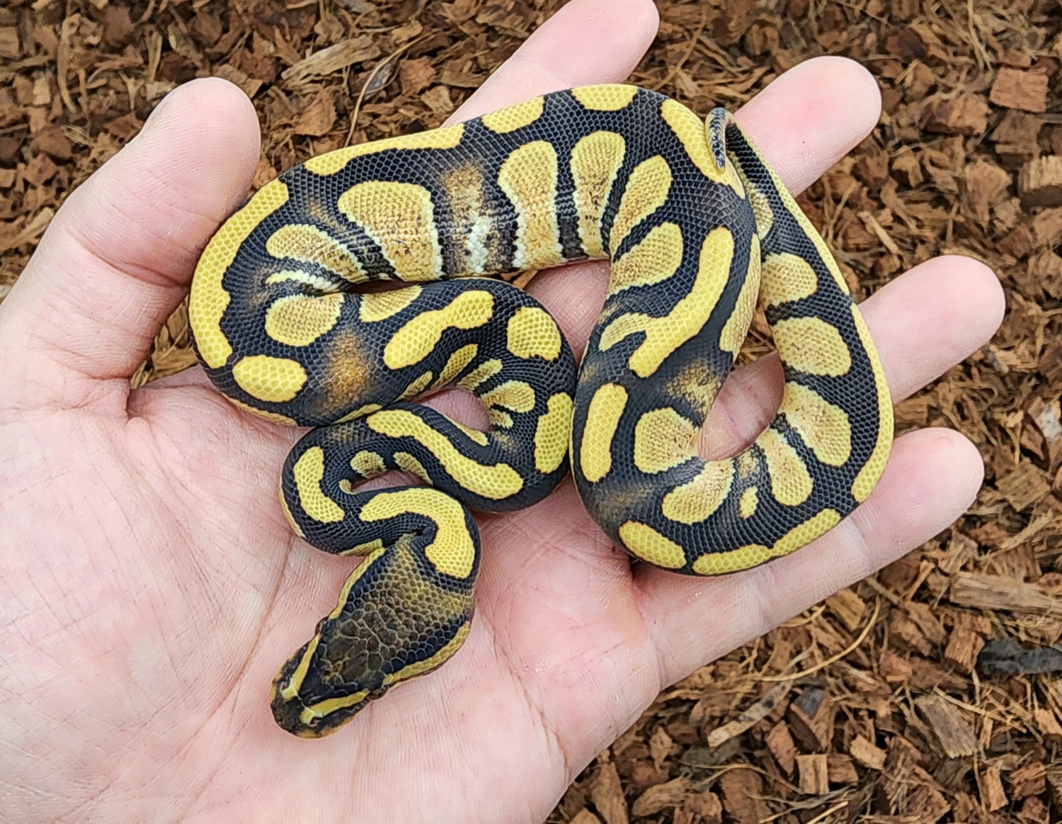 Enchi Stranger Dg Ball Python by Bobs Balls - MorphMarket