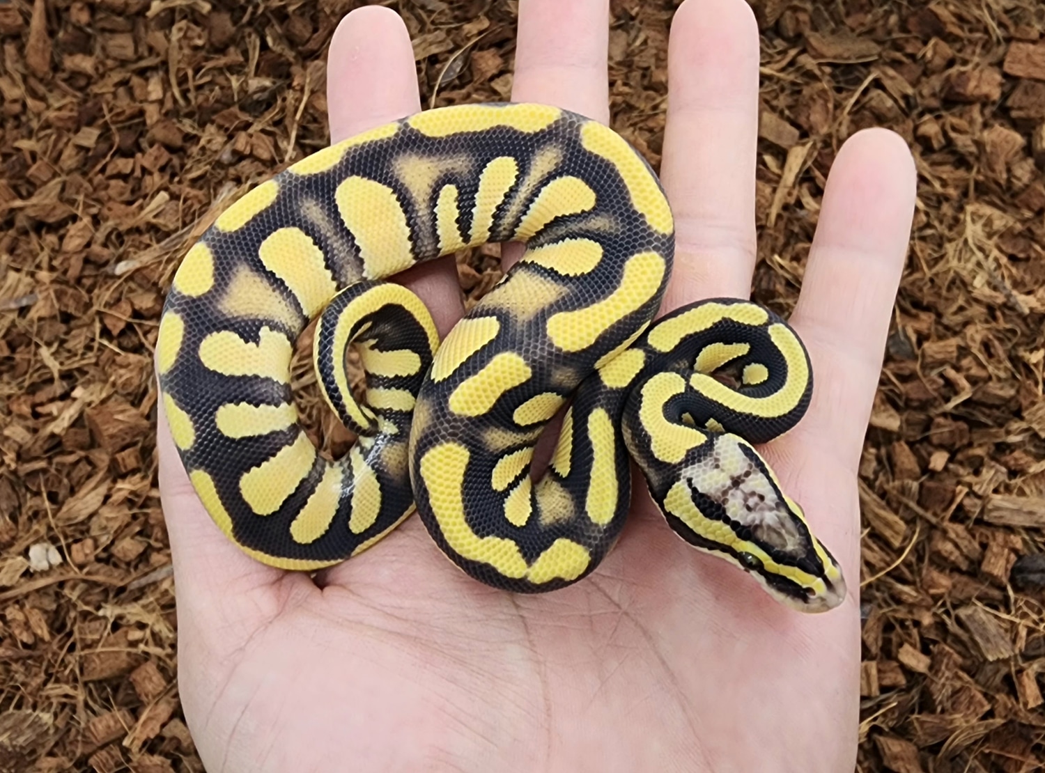 Pastel Enchi Stranger Dg Het Clown Ball Python by Bobs Balls - MorphMarket