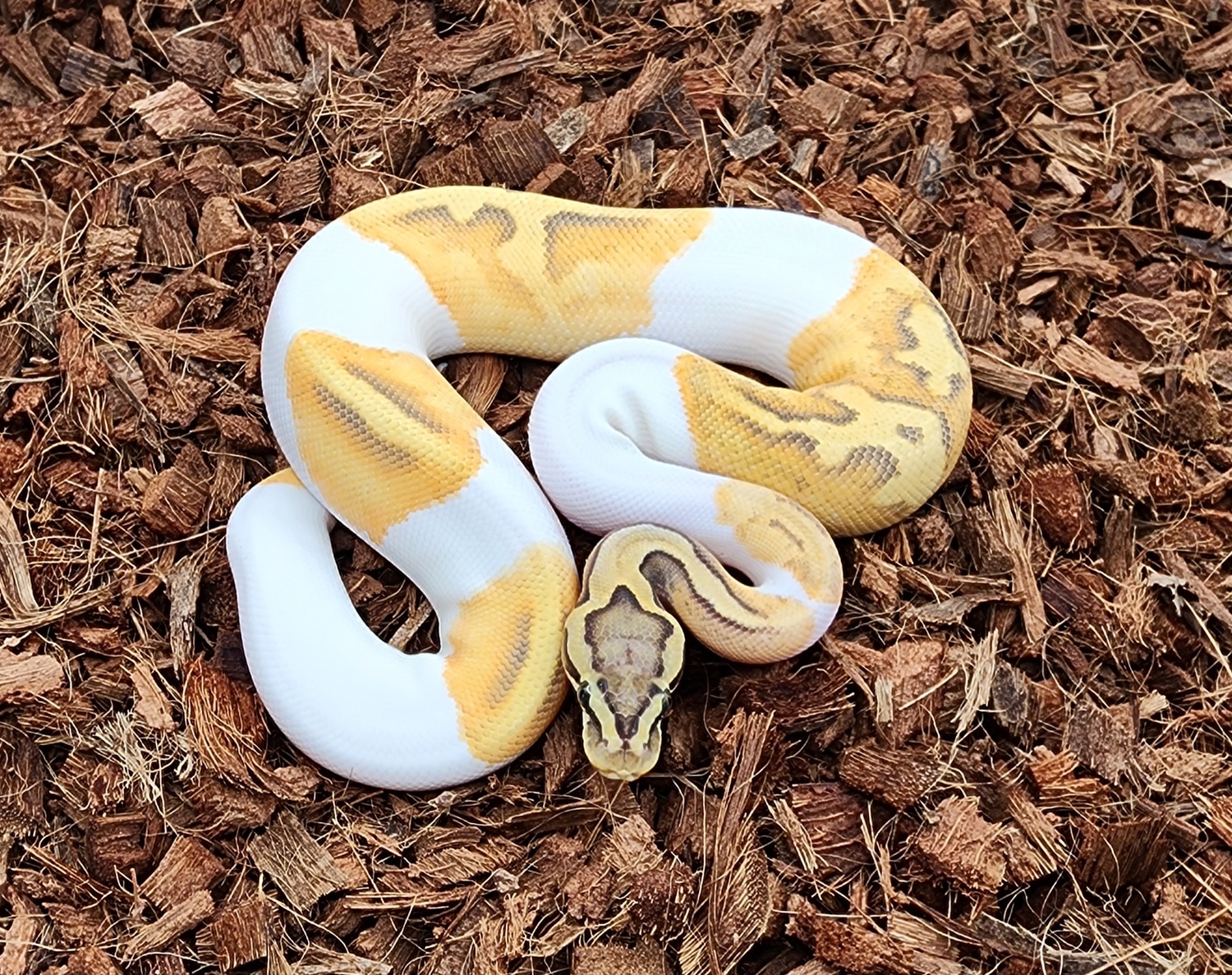 Pastel Enchi Hypo Pied Ball Python by Bobs Balls - MorphMarket