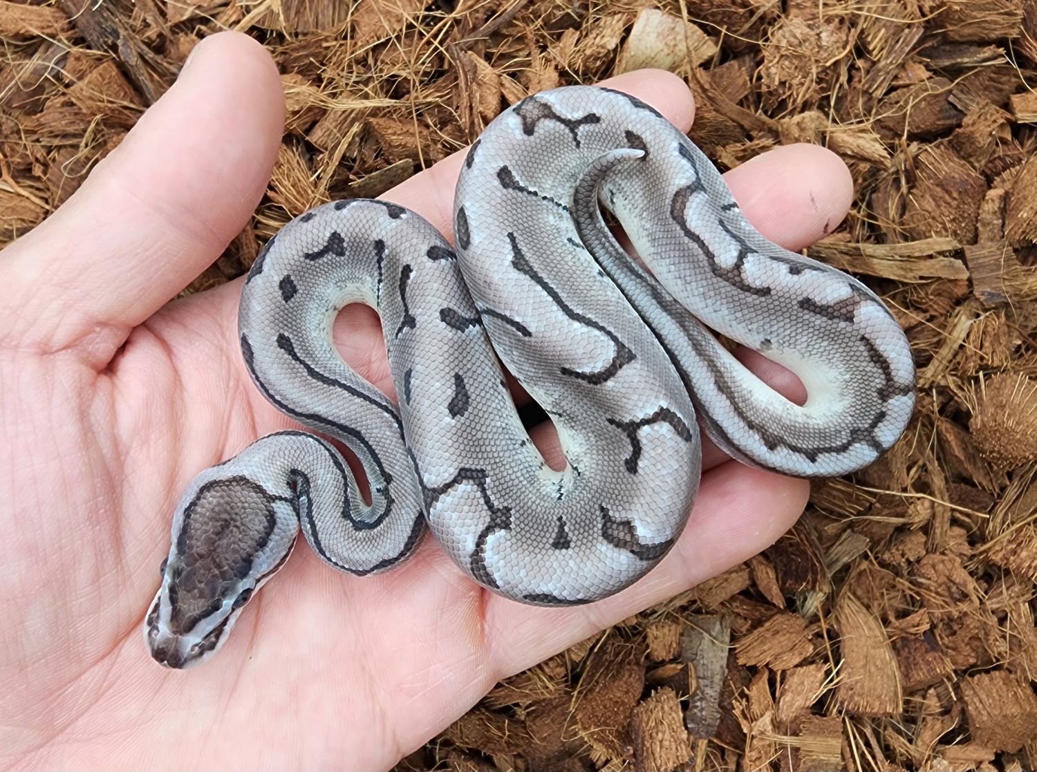 Enchi Pin Vpi Axanthic Het Dg Ball Python by Bobs Balls - MorphMarket