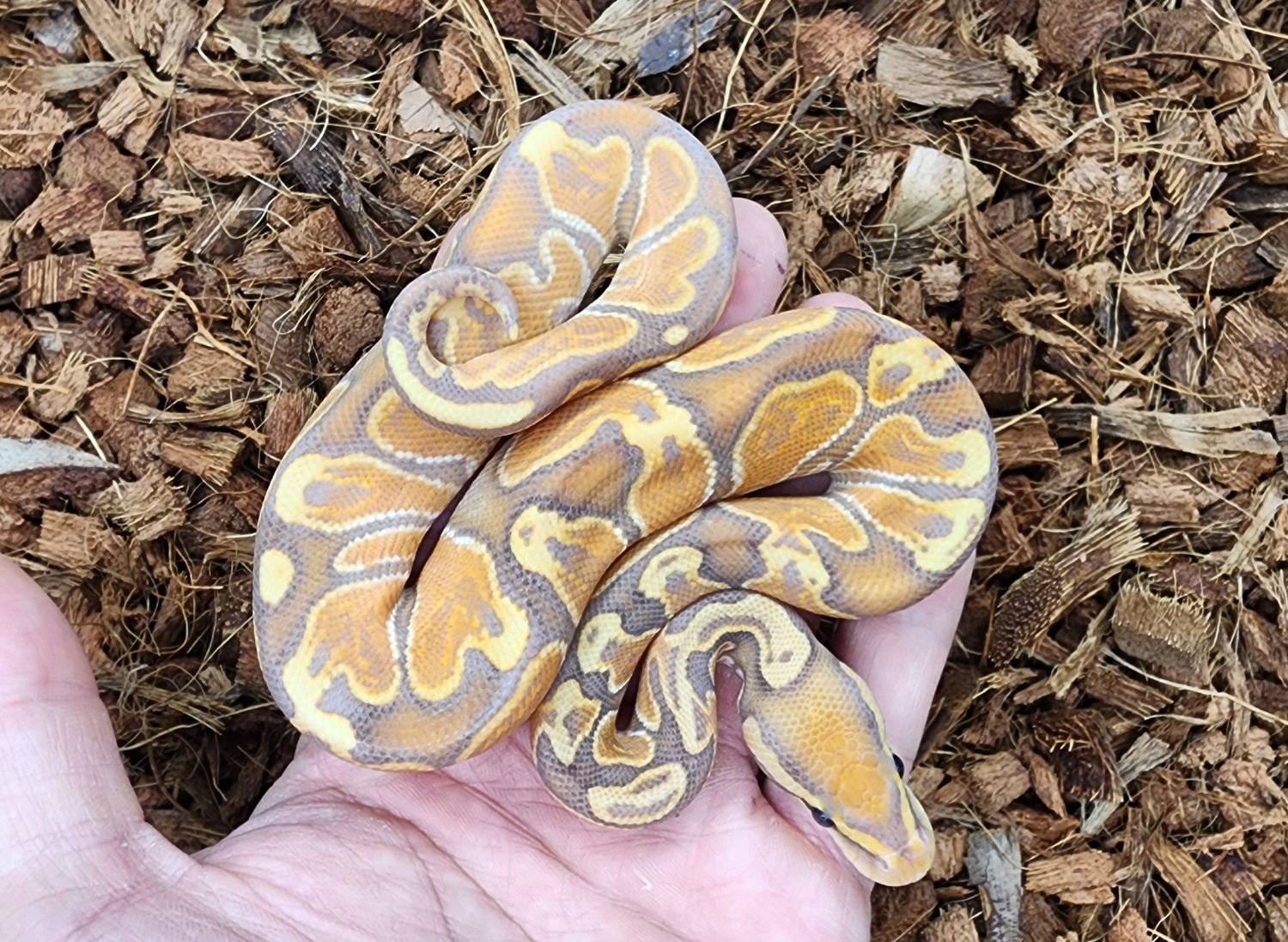 Ghi Banana Special Ball Python by Bobs Balls MorphMarket
