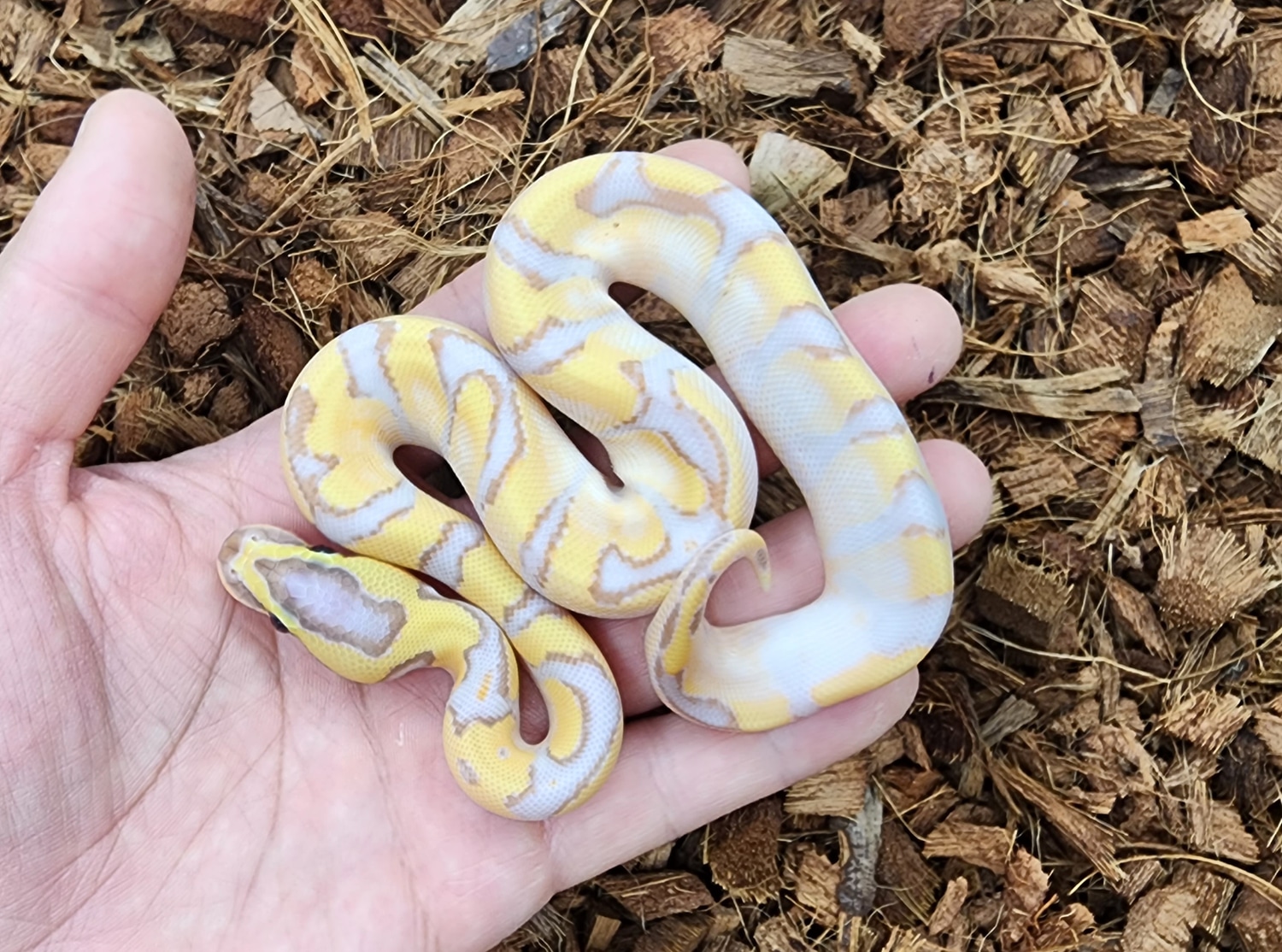 Banana Super Enchi Calico Yb Od Ball Python by Bobs Balls MorphMarket