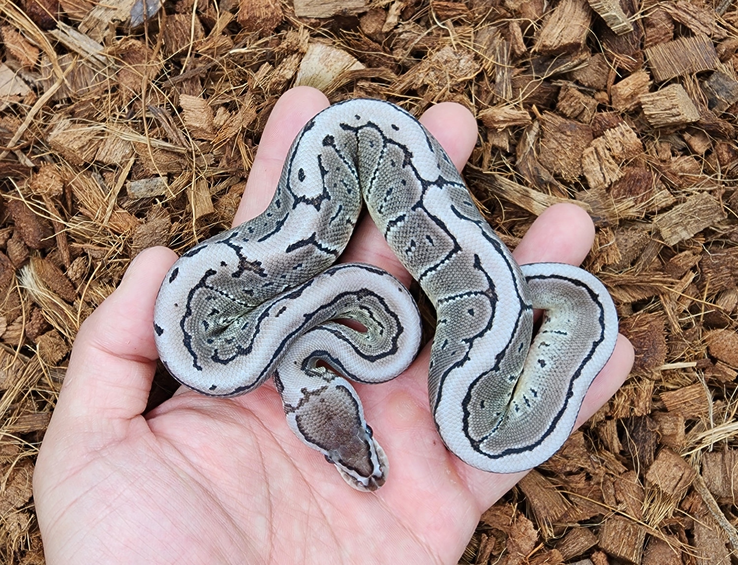Vpi Axanthic Pin Ball Python by Bobs Balls MorphMarket