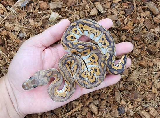 Black Pastel Mystic Clown Ball Python by Bobs Balls