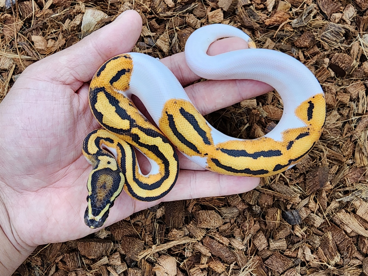 Od Fire Pied Ball Python by Bobs Balls - MorphMarket