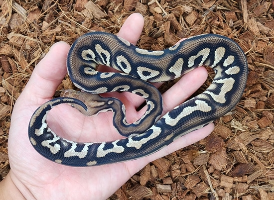 Cinnamon Chocolate Spotnose Clown Ball Python by Bobs Balls