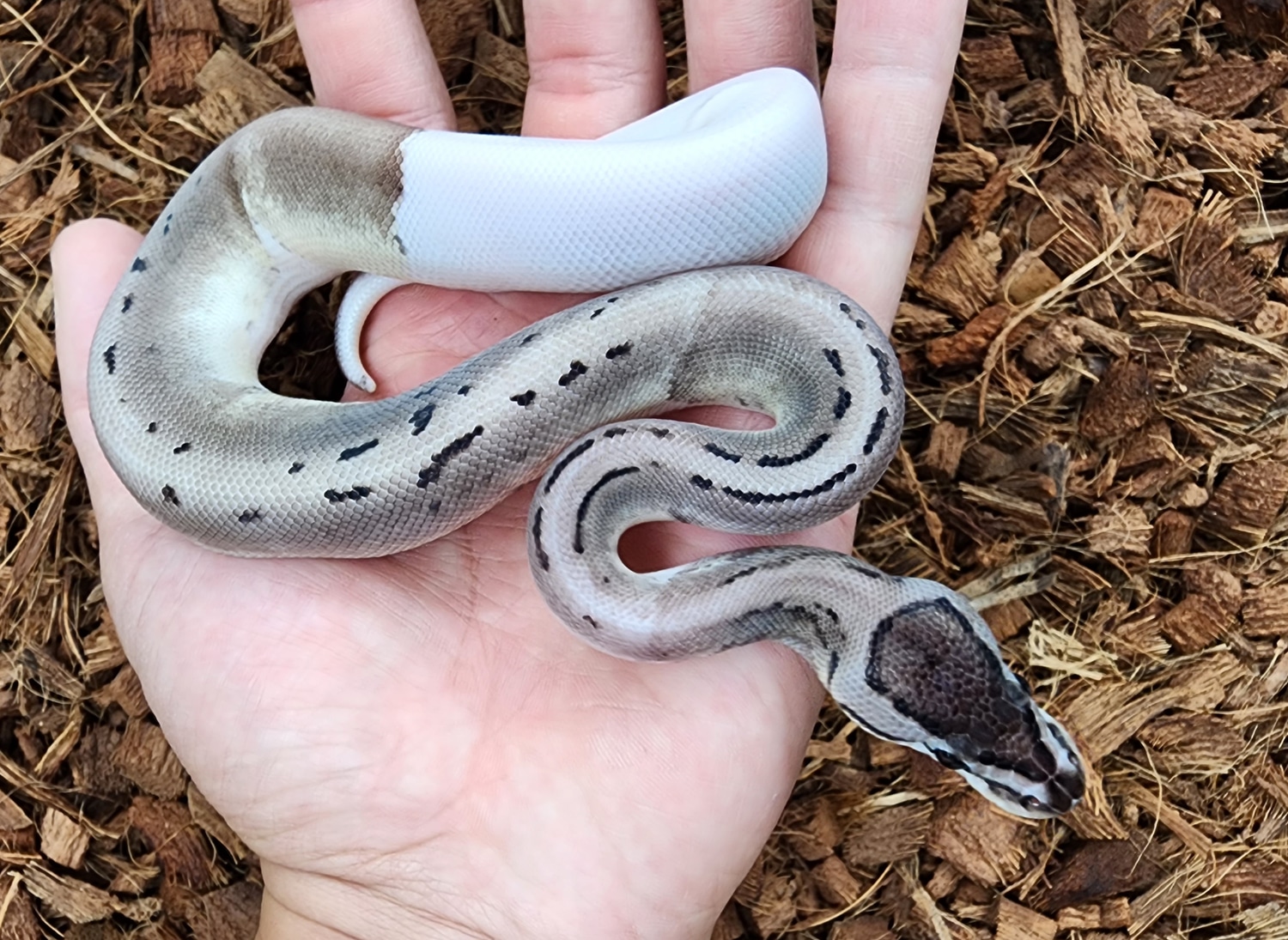 Pin Axanthic Pied Ball Python by Bobs Balls - MorphMarket