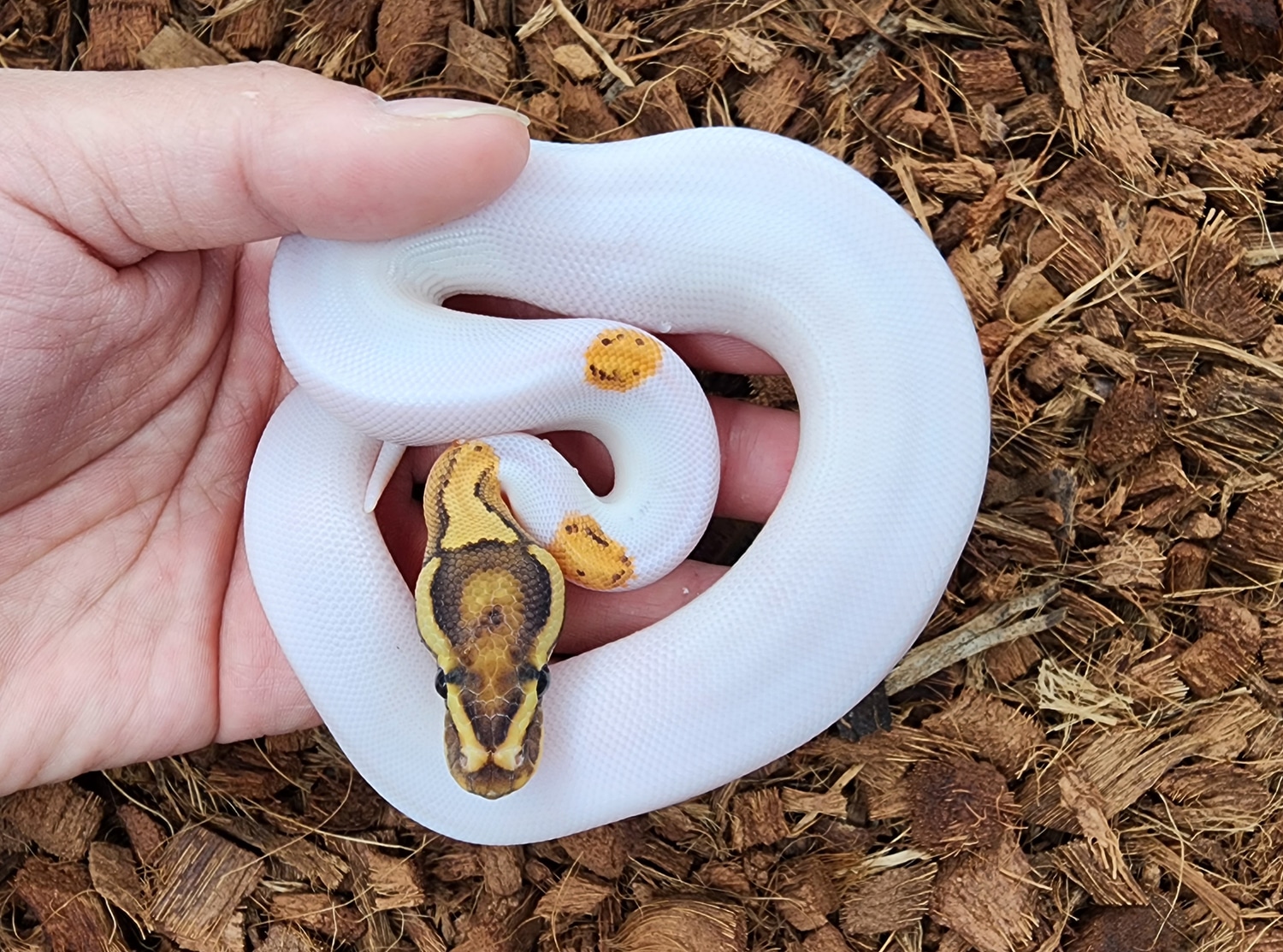 Od Fire Pied Ball Python by Bobs Balls - MorphMarket