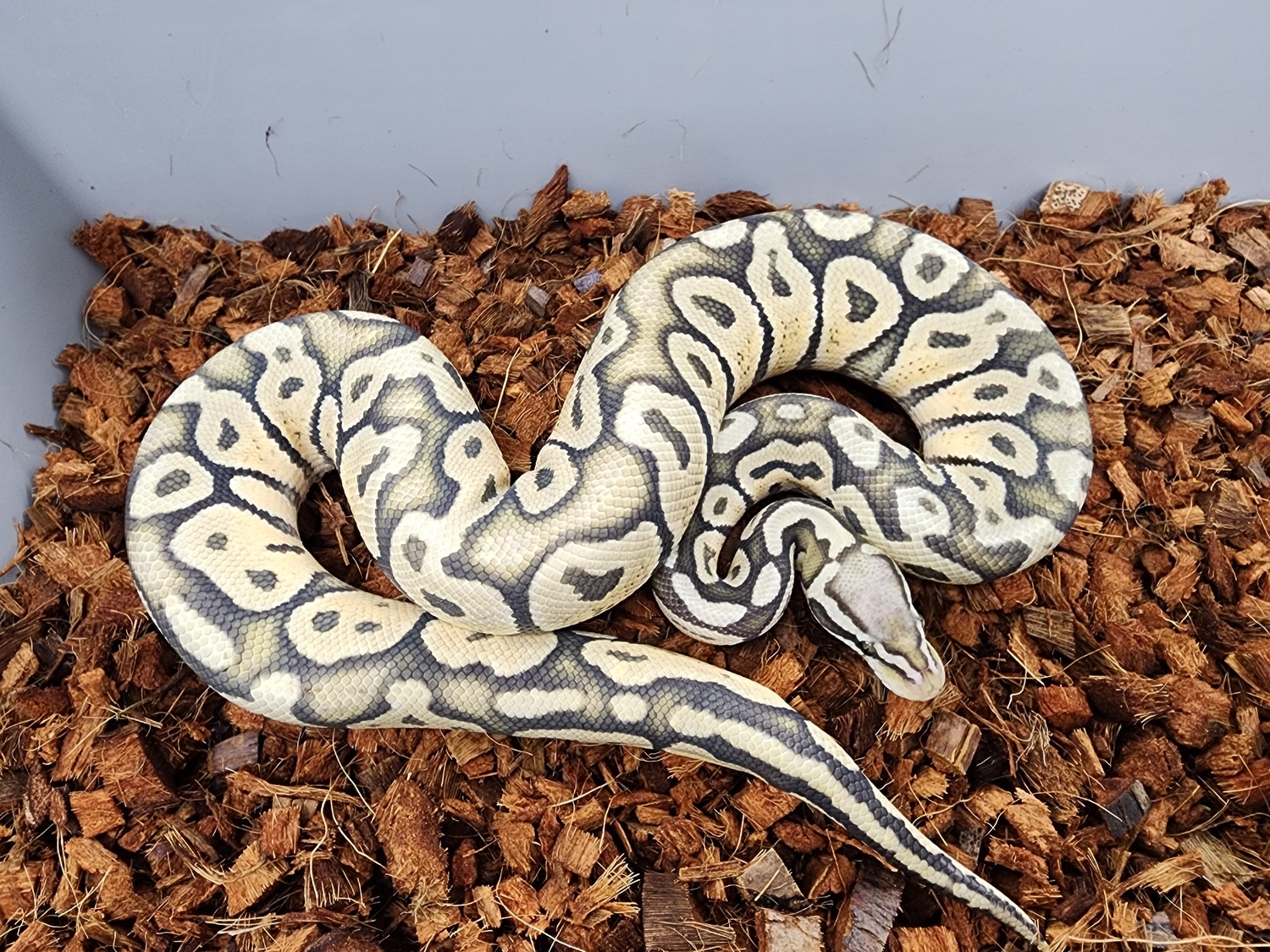 Pastel Hypo Het Sunset Ball Python by Bobs Balls - MorphMarket