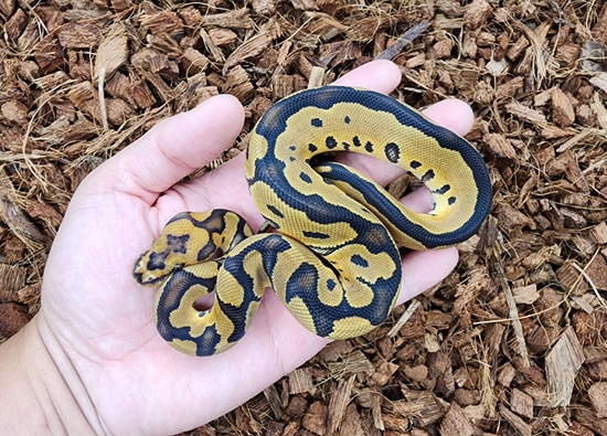 Od Clown 66% Ph Dg Ball Python by Bobs Balls