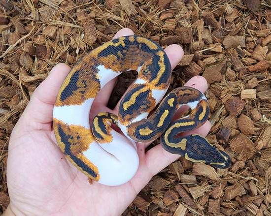 Chocolate Yb Pied Ball Python by Bobs Balls