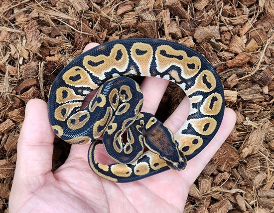 Od Lace Ball Python by Bobs Balls