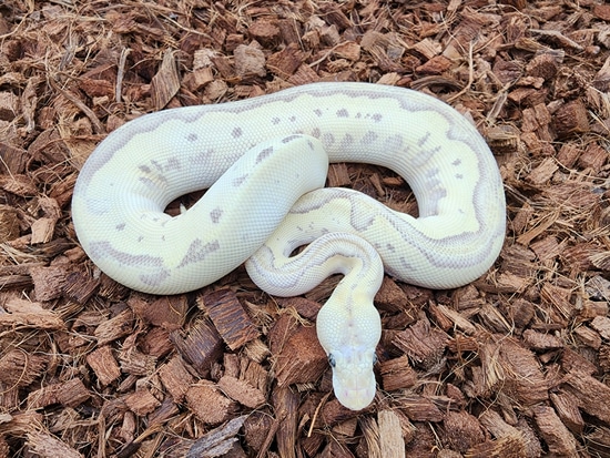 Od Pastel Fire Mojave Leopard Clown Ball Python by Bobs Balls